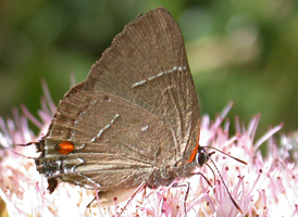 White M Hairstreak